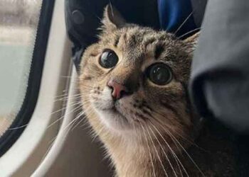 অবশেষে ইউক্রেন ছাড়ল বিখ্যাত বিড়াল স্টেপান, স্বস্তিতে ১১ লাখ ভক্ত