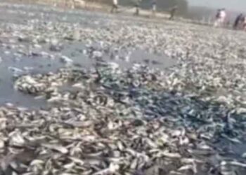 কক্সবাজার সৈকতে ভেসে আসা মৃত মাছের রহস্য এখনো অজানা