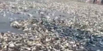 কক্সবাজার সৈকতে ভেসে আসা মৃত মাছের রহস্য এখনো অজানা