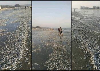 কক্সবাজার সৈকতে ভেসে আসছে লাখ লাখ মরা মাছ
