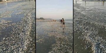 কক্সবাজার সৈকতে ভেসে আসছে লাখ লাখ মরা মাছ