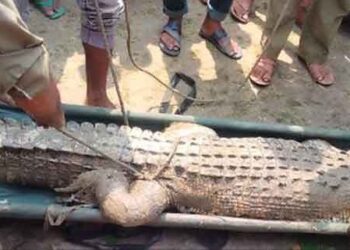 রামপালে পুকুর থেকে কুমির উদ্ধার