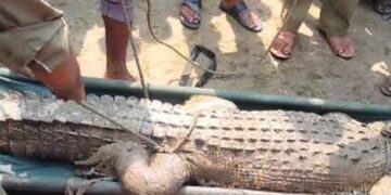 রামপালে পুকুর থেকে কুমির উদ্ধার